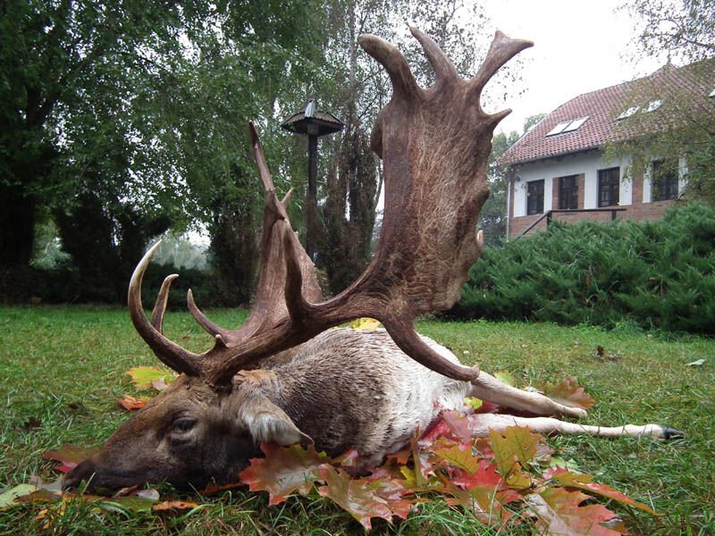 Dámbika